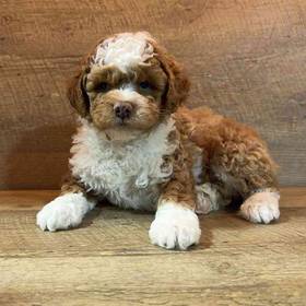 Schnoodle
