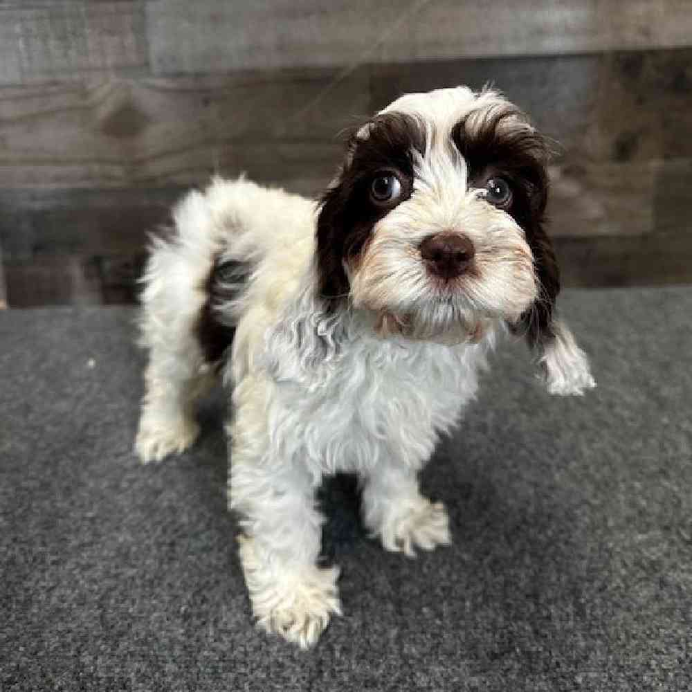 Female Cockapoo Puppy for Sale in Troy, MI
