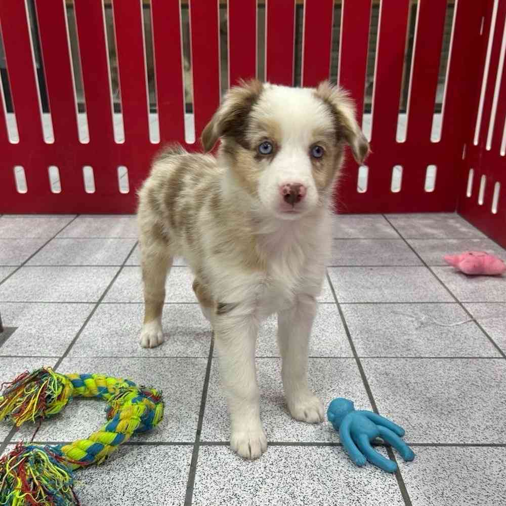 Image of a pet breed in the gallery