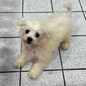 Bichon Frise