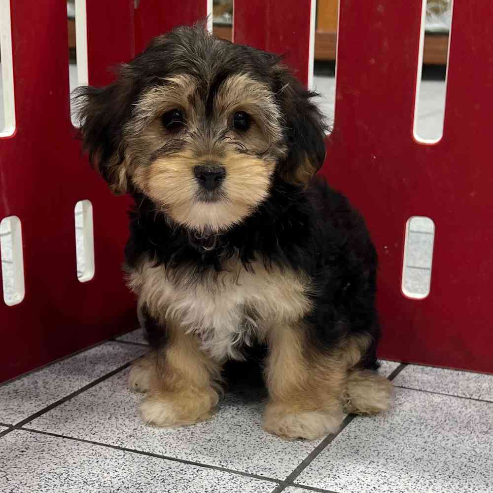 Havashire puppies sales for sale