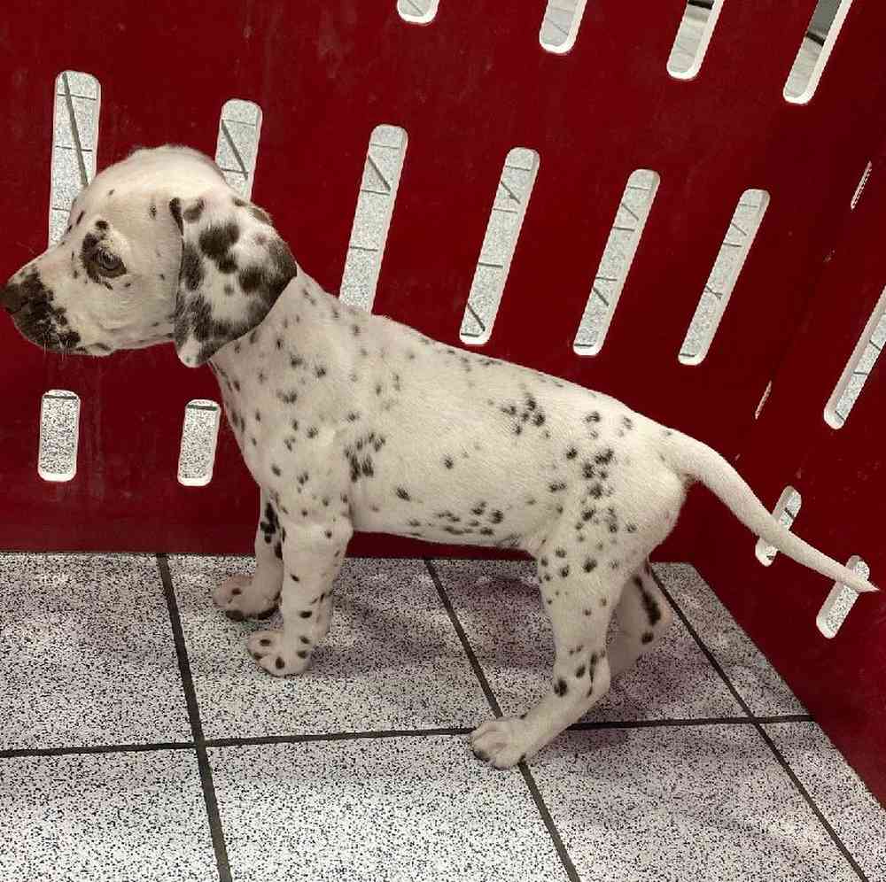 Female dalmatian sales for sale