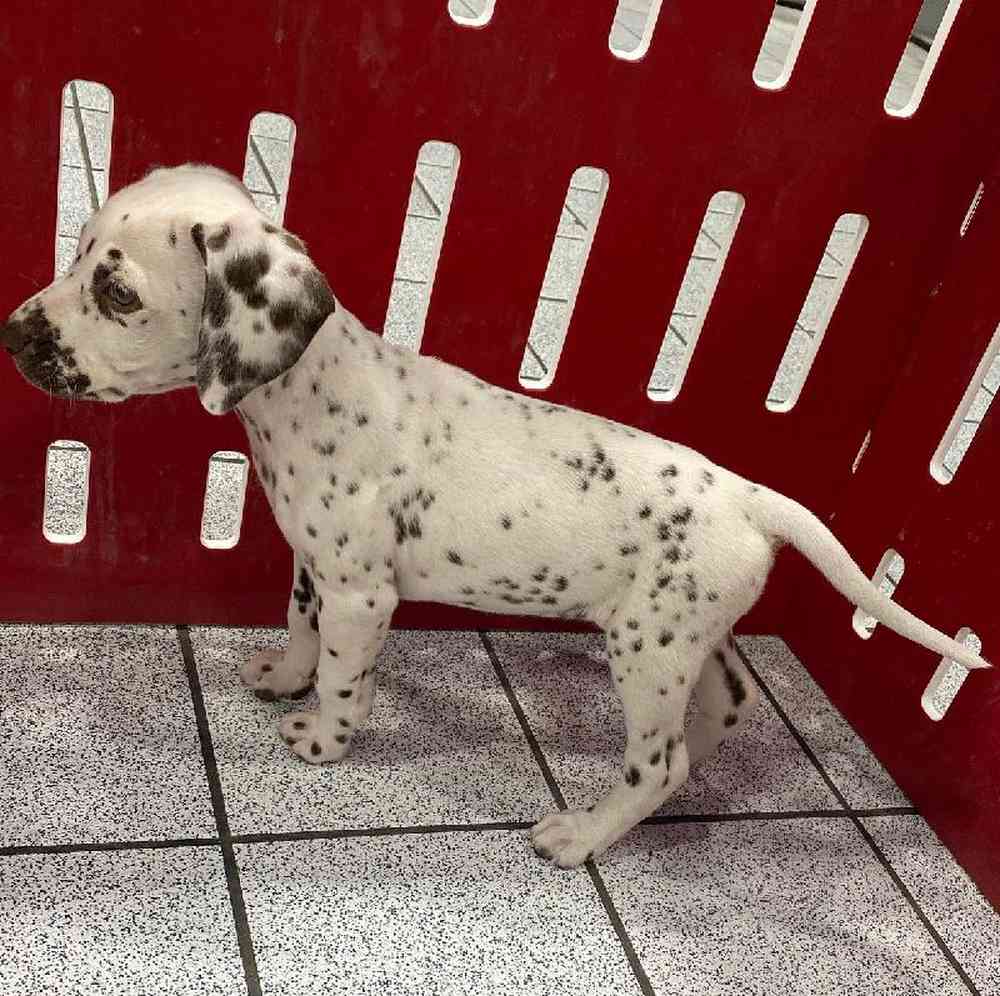 Female Dalmatian Puppy for sale