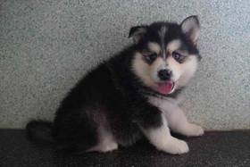 Pomsky