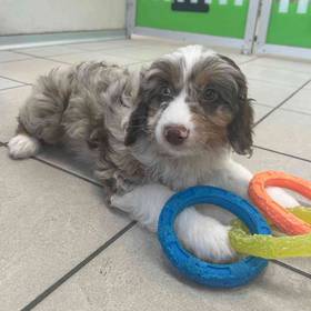 Aussiedoodle