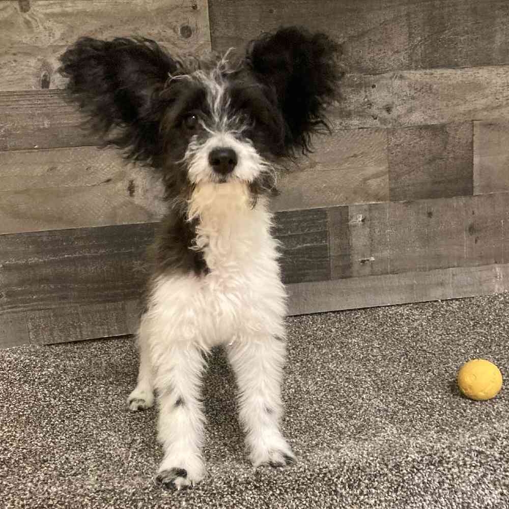 Male Papidoodle Puppy for Sale in Troy, MI