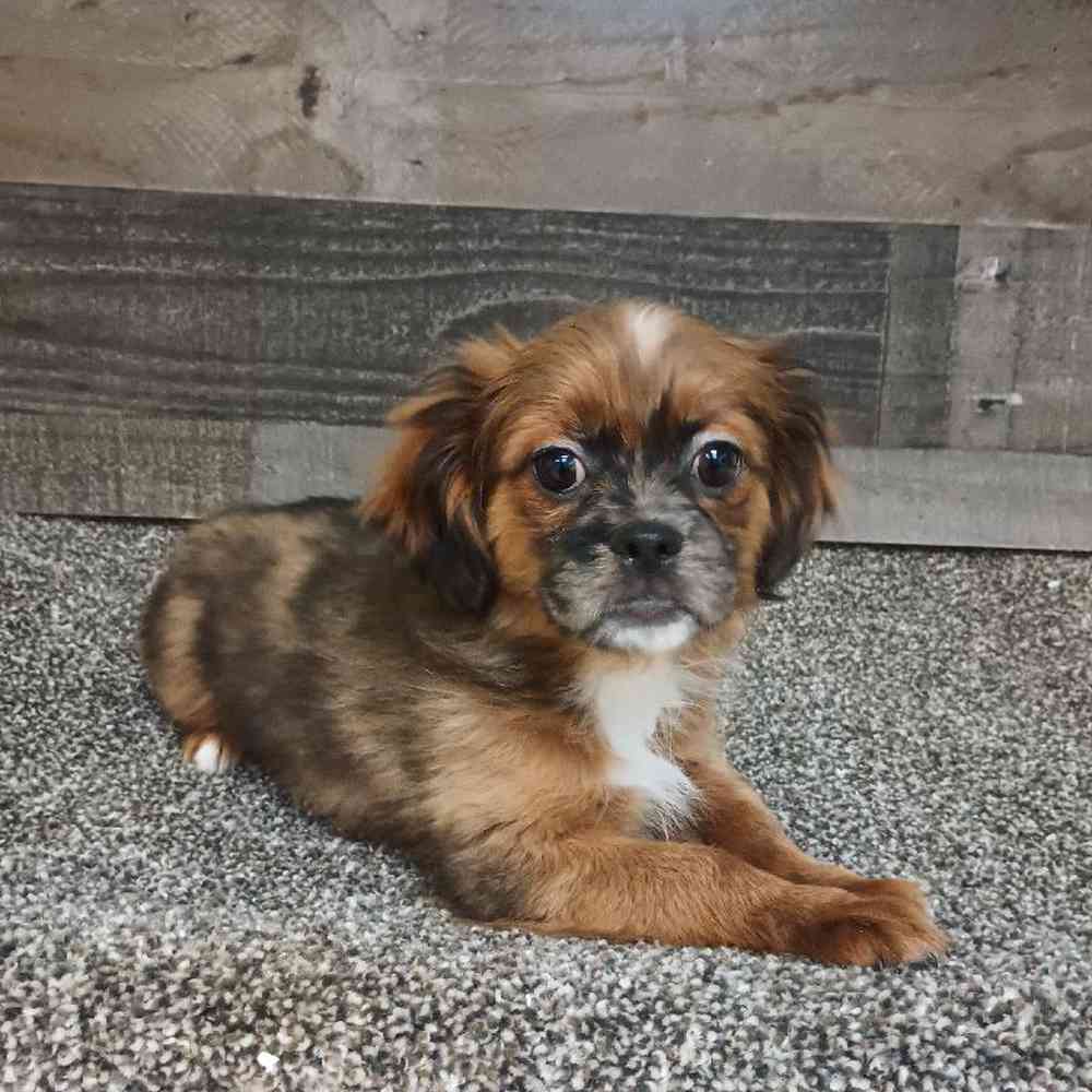 Male Shihpoo Puppy for Sale in Troy, MI