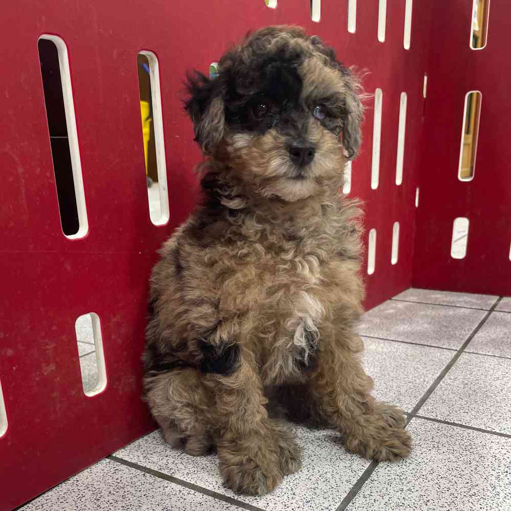 Mini Poodle