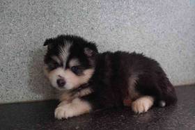 Pomsky