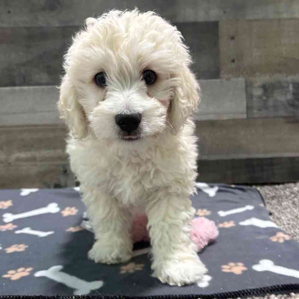 Image of a pet breed in the gallery