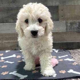 Maltipoo