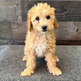 Mini Poodle