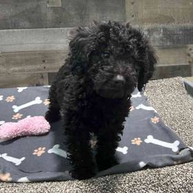 Mini Goldendoodle