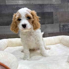 Cavapoo