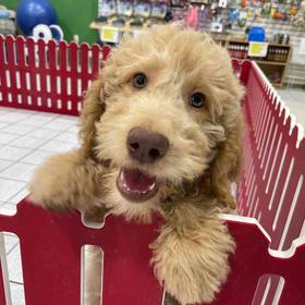 Goldendoodle