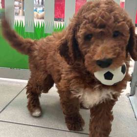Mini Goldendoodle