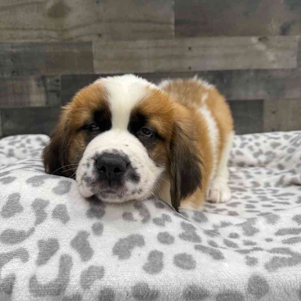 Image of a pet breed in the gallery