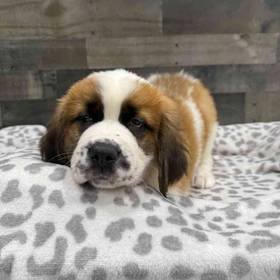 Saint Bernard