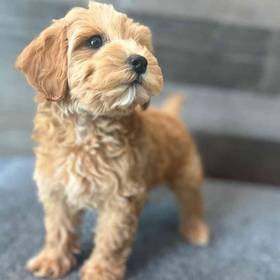 Cavapoo
