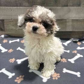 Bichon-Poodle