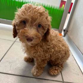 Mini Poodle