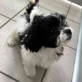 Shih Tzu-Bichon