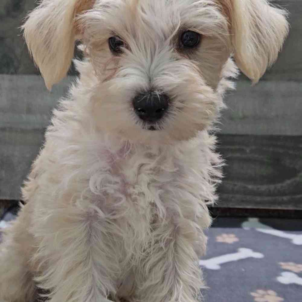 Snorkie Dog Breed Mini Schnauzer Yorkie Snorkie Yorkie Shih Tzu Schnauzer  Mix Border Terrier Shorkie, image size:1000x1000