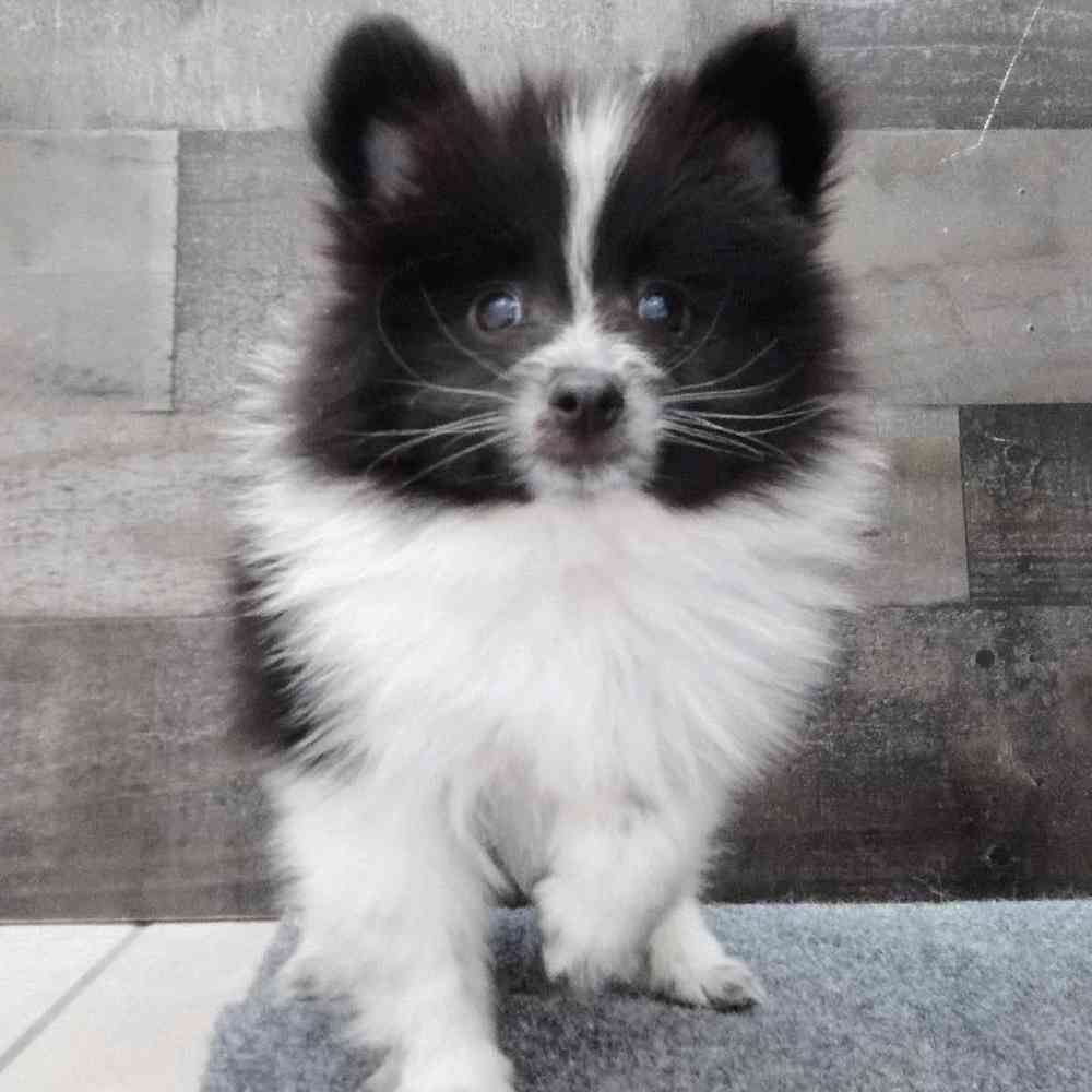 Male Pomeranian Puppy for Sale in Troy, MI
