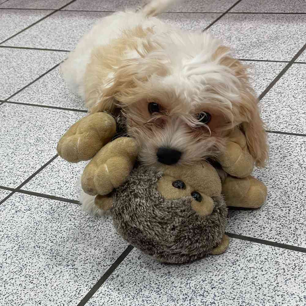 Thomas Male Cavachon Puppy for sale in Troy