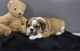 Bulldoggle