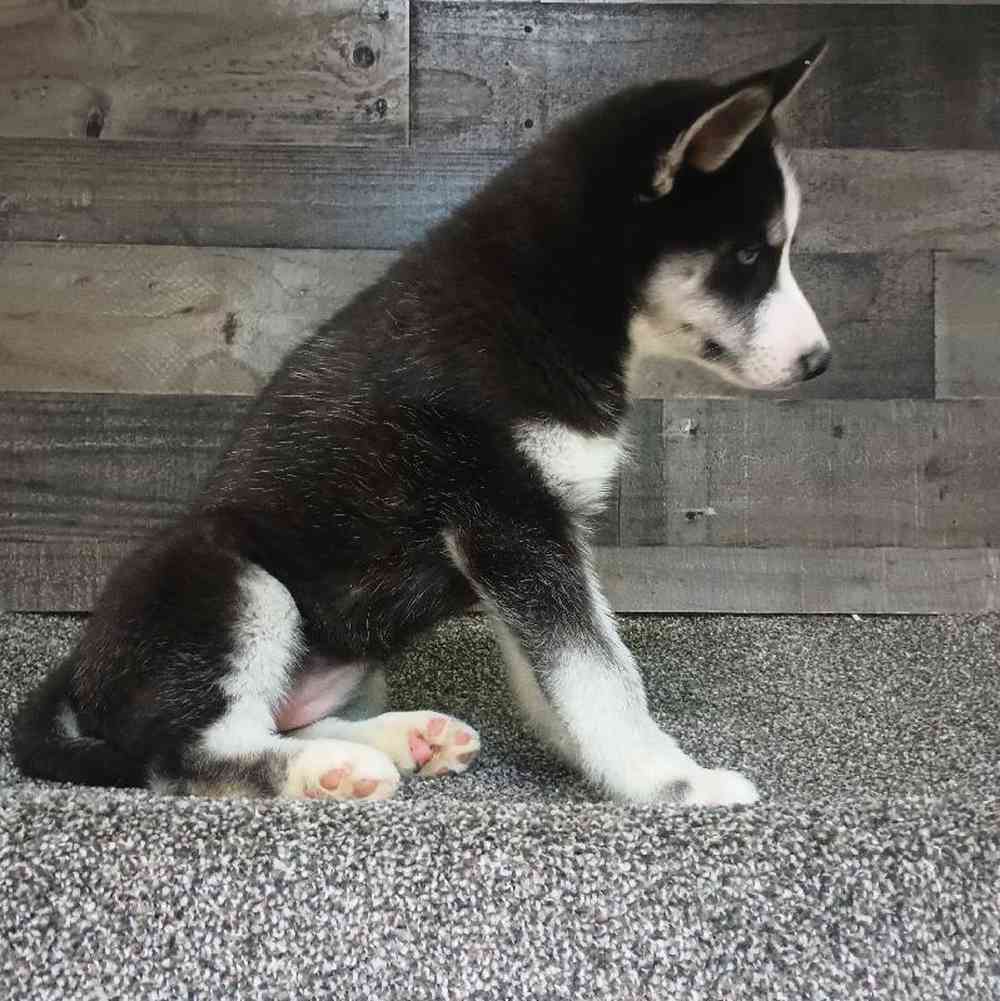 Female Siberian Husky Puppy for Sale in Troy, MI