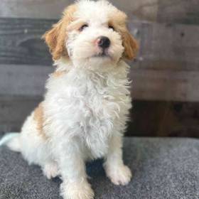 Mini Bernedoodle