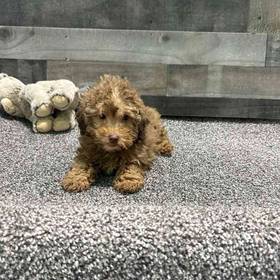 Poodle Toy