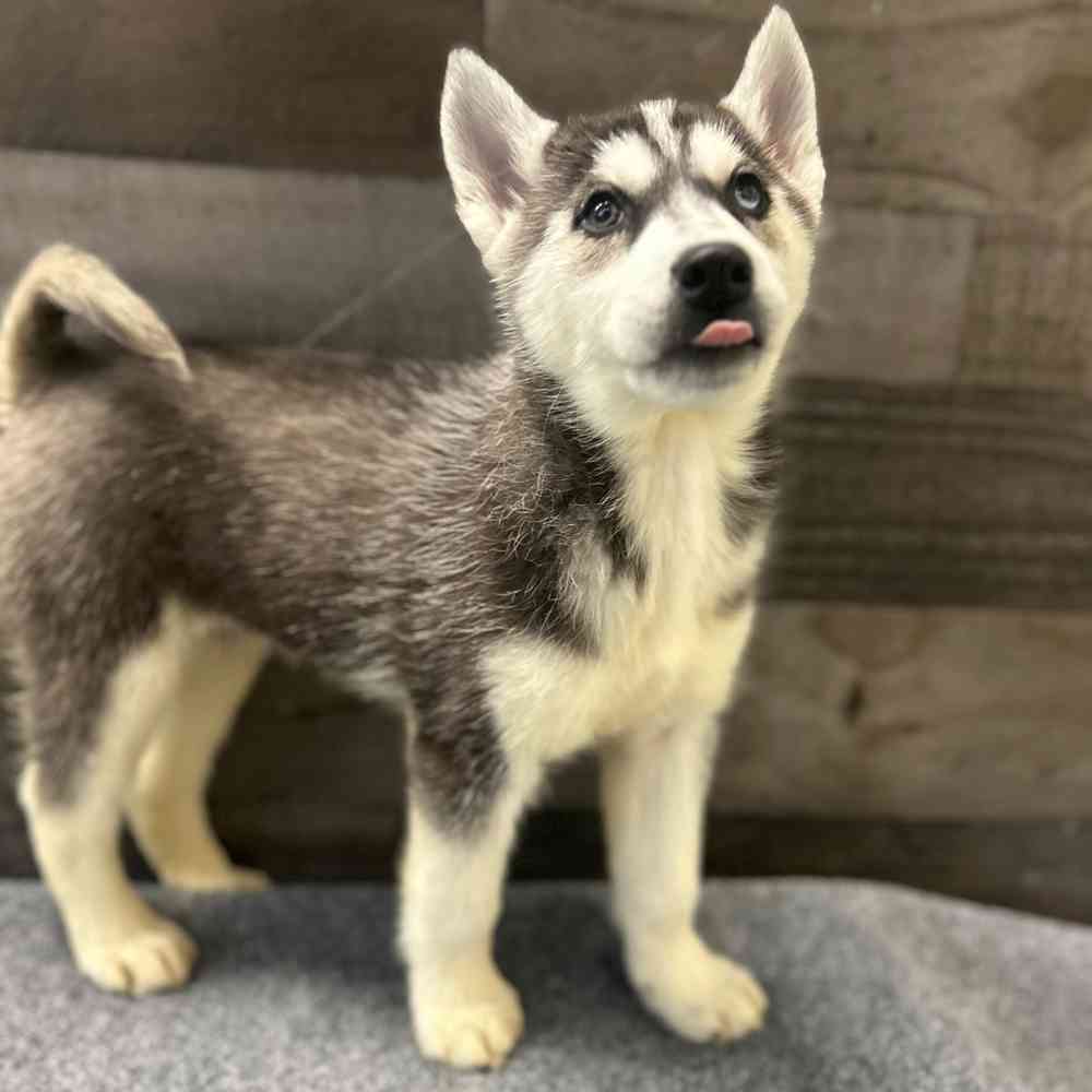 pet breed image