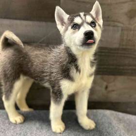 Siberian Husky