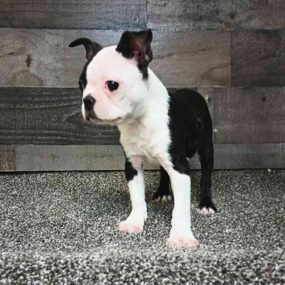 Female Boston Terrier Puppy for Sale in Troy, MI