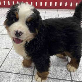 Bernese Mountain Dog