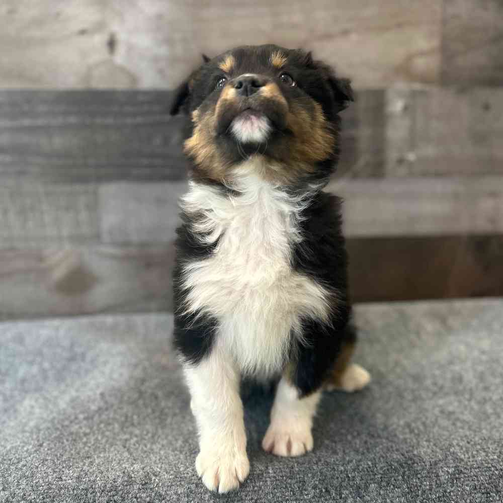 Image of a pet breed in the gallery
