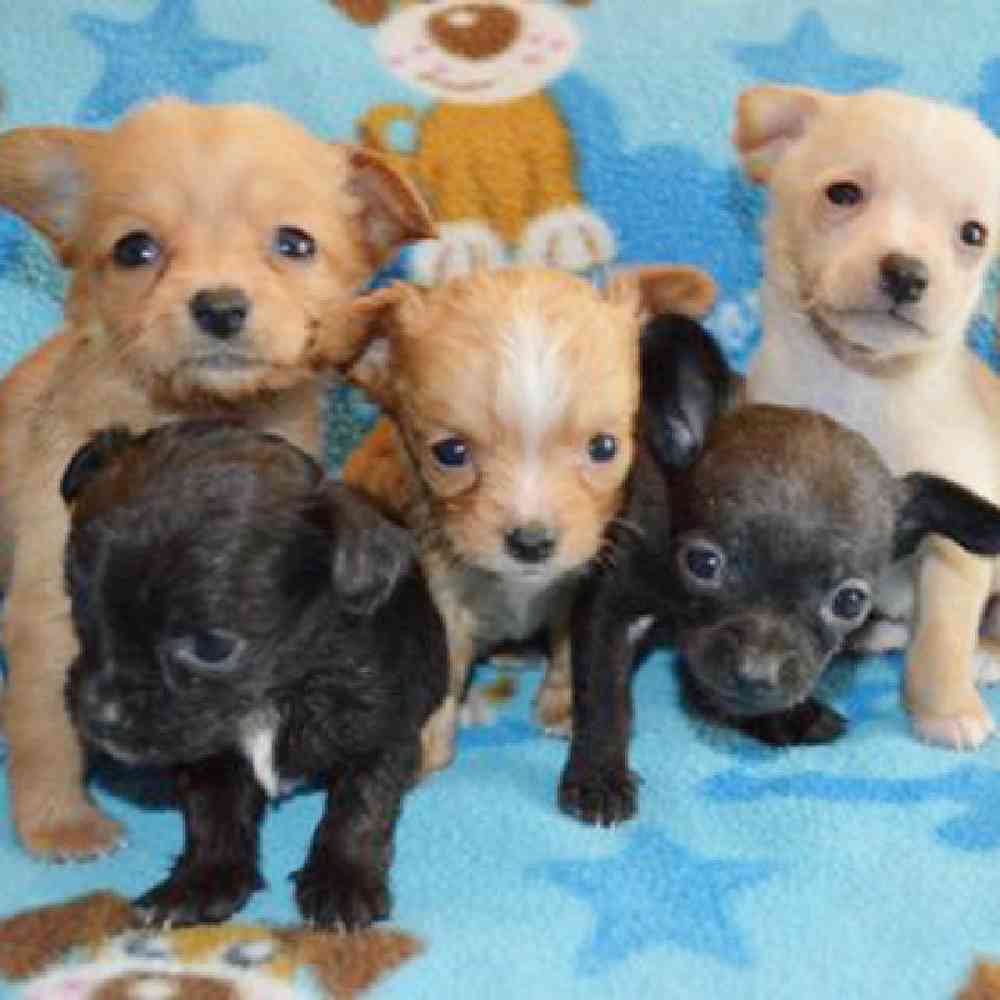 Chihuahua dachshund mix puppies for best sale sale