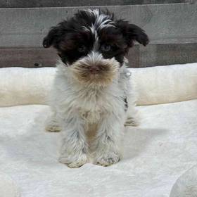 Mini Schnauzer