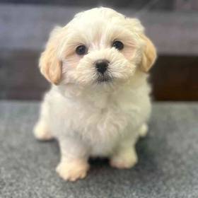 Shih Tzu-Bichon
