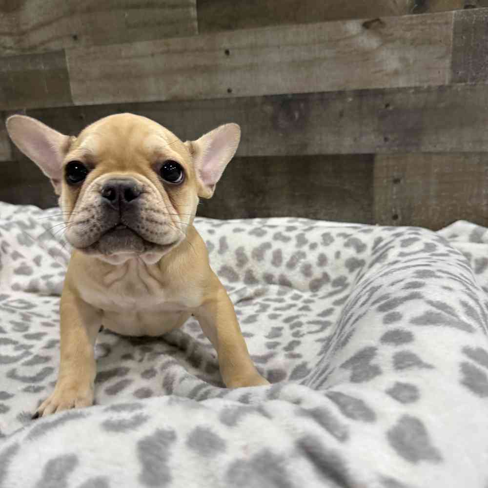 pet breed image