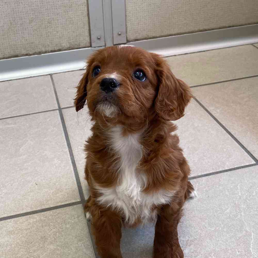 Cavapoo looks more like deals cavalier