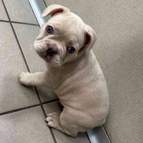 French Bulldog