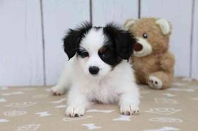 Papillon