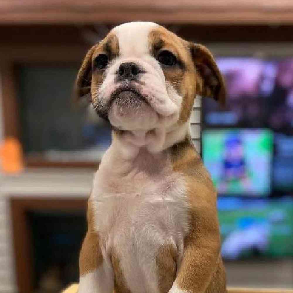 Male Bulldoggle Puppy for sale
