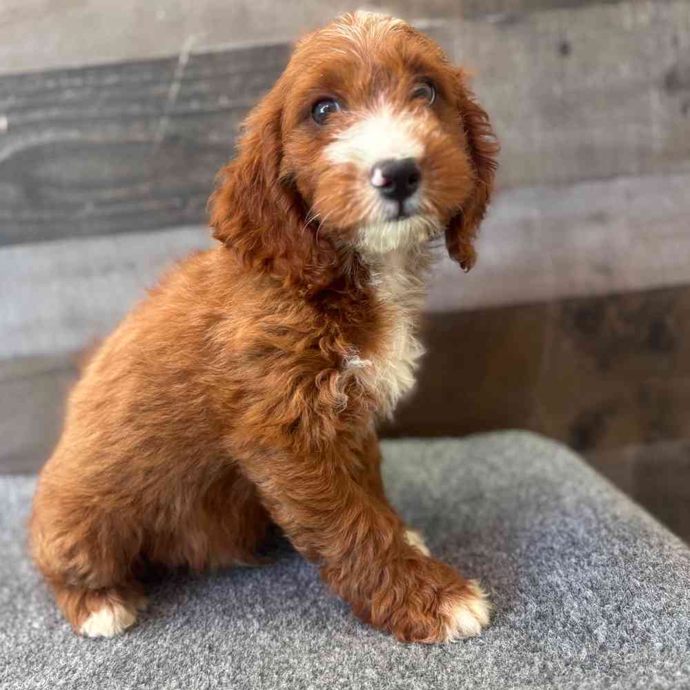 Image of a pet breed in the gallery