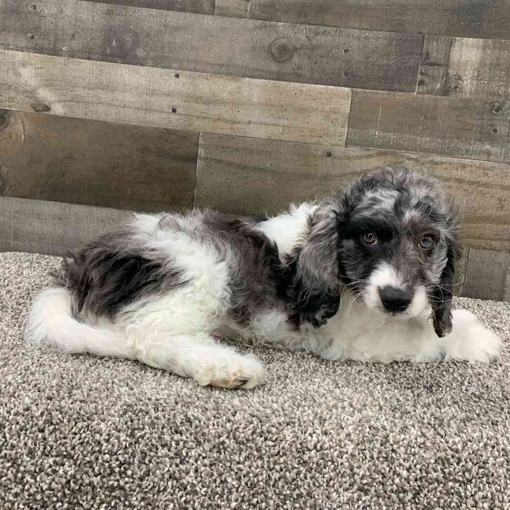 Dogs & Puppies for Sale in Troy, Michigan | The Family Puppy
