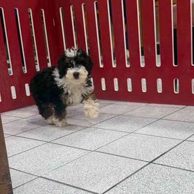 Mini Poodle
