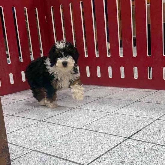 Benji